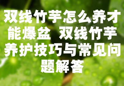 双线竹芋怎么养才能爆盆 双线竹芋养护技巧与常见问题解答