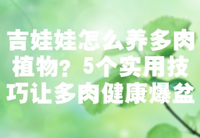 吉娃娃怎么养多肉植物？5个实用技巧让多肉健康爆盆