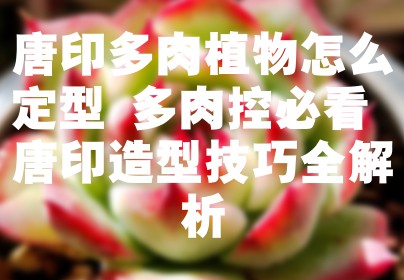 唐印多肉植物怎么定型 多肉控必看 唐印造型技巧全解析