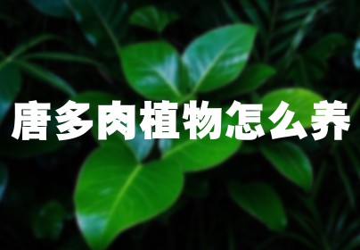 唐多肉植物怎么养