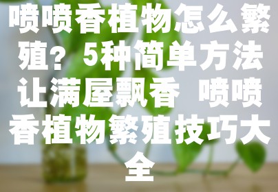 喷喷香植物怎么繁殖？5种简单方法让满屋飘香 喷喷香植物繁殖技巧大全