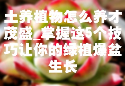 土养植物怎么养才茂盛_掌握这5个技巧让你的绿植爆盆生长