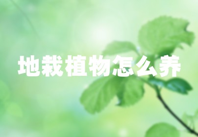 地栽植物怎么养