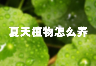 夏天植物怎么养