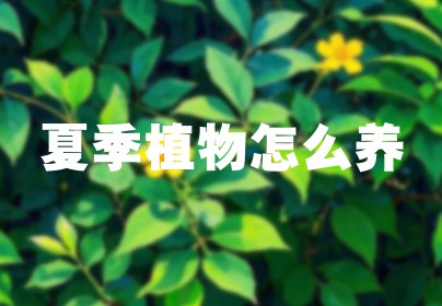 夏季植物怎么养