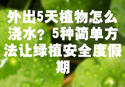 外出5天植物怎么浇水？5种简单方法让绿植安全度假期