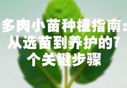 多肉小苗种植指南：从选苗到养护的7个关键步骤