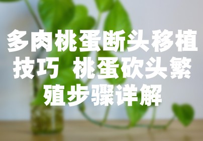 多肉桃蛋断头移植技巧 桃蛋砍头繁殖步骤详解