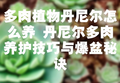 多肉植物丹尼尔怎么养 丹尼尔多肉养护技巧与爆盆秘诀
