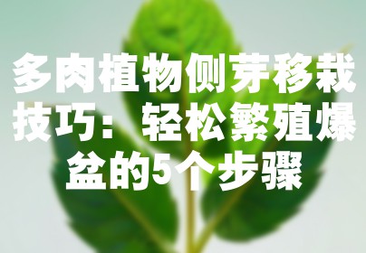 多肉植物侧芽移栽技巧：轻松繁殖爆盆的5个步骤