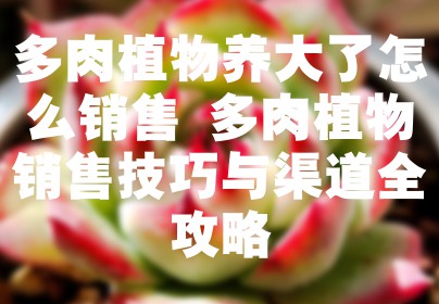 多肉植物养大了怎么销售 多肉植物销售技巧与渠道全攻略