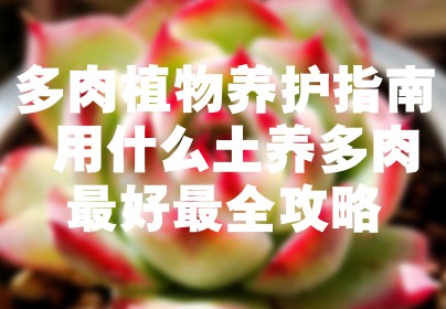 多肉植物养护指南 用什么土养多肉最好最全攻略