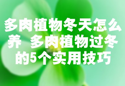多肉植物冬天怎么养 多肉植物过冬的5个实用技巧