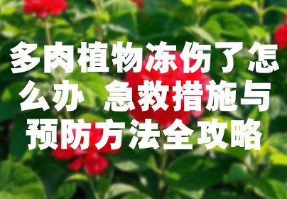 多肉植物冻伤了怎么办 急救措施与预防方法全攻略