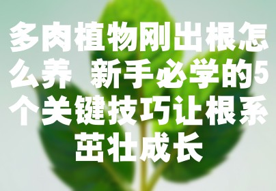 多肉植物刚出根怎么养 新手必学的5个关键技巧让根系茁壮成长