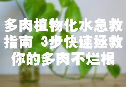 多肉植物化水急救指南 3步快速拯救你的多肉不烂根