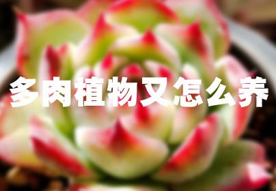 多肉植物又怎么养