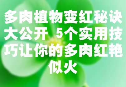 多肉植物变红秘诀大公开 5个实用技巧让你的多肉红艳似火