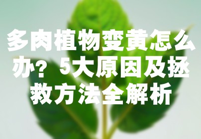 多肉植物变黄怎么办？5大原因及拯救方法全解析