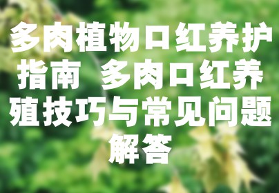 多肉植物口红养护指南 多肉口红养殖技巧与常见问题解答