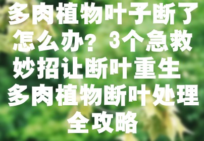 多肉植物叶子断了怎么办？3个急救妙招让断叶重生 多肉植物断叶处理全攻略