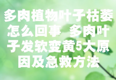 多肉植物叶子枯萎怎么回事 多肉叶子发软变黄5大原因及急救方法