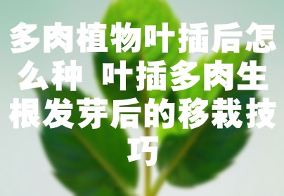 多肉植物叶插后怎么种 叶插多肉生根发芽后的移栽技巧