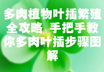 多肉植物叶插繁殖全攻略 手把手教你多肉叶插步骤图解