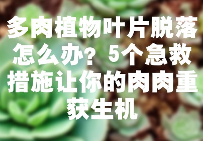 多肉植物叶片脱落怎么办？5个急救措施让你的肉肉重获生机