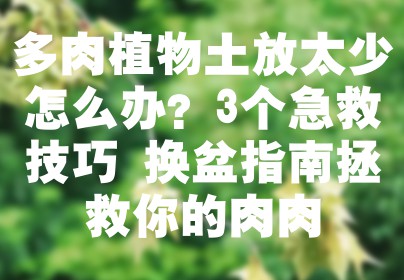 多肉植物土放太少怎么办？3个急救技巧+换盆指南拯救你的肉肉