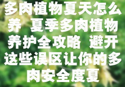 多肉植物夏天怎么养 夏季多肉植物养护全攻略 避开这些误区让你的多肉安全度夏