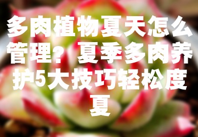 多肉植物夏天怎么管理？夏季多肉养护5大技巧轻松度夏