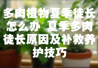 多肉植物夏季徒长怎么办 夏季多肉徒长原因及补救养护技巧