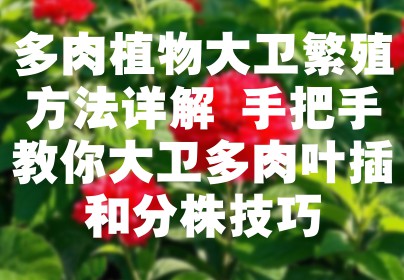 多肉植物大卫繁殖方法详解 手把手教你大卫多肉叶插和分株技巧