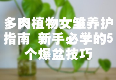 多肉植物女雏养护指南 新手必学的5个爆盆技巧