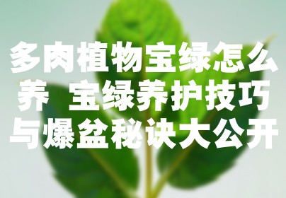 多肉植物宝绿怎么养 宝绿养护技巧与爆盆秘诀大公开