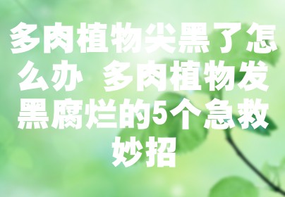 多肉植物尖黑了怎么办 多肉植物发黑腐烂的5个急救妙招