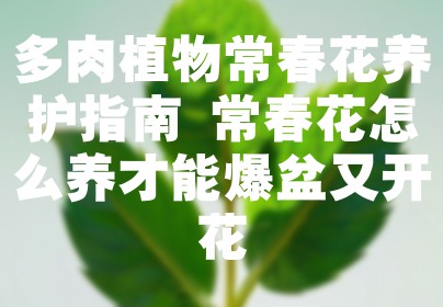 多肉植物常春花养护指南 常春花怎么养才能爆盆又开花