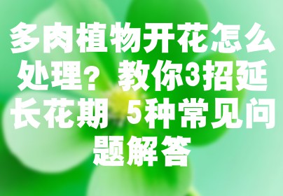 多肉植物开花怎么处理？教你3招延长花期+5种常见问题解答