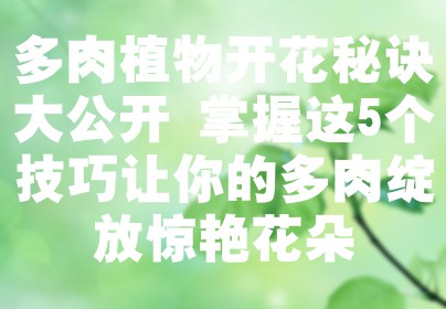 多肉植物开花秘诀大公开 掌握这5个技巧让你的多肉绽放惊艳花朵