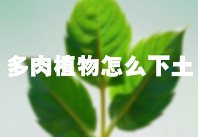 多肉植物怎么下土