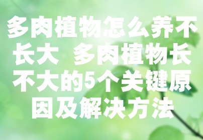 多肉植物怎么养不长大 多肉植物长不大的5个关键原因及解决方法