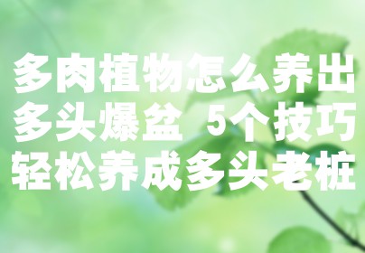 多肉植物怎么养出多头爆盆 5个技巧轻松养成多头老桩
