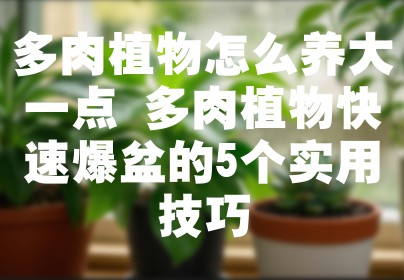 多肉植物怎么养大一点 多肉植物快速爆盆的5个实用技巧
