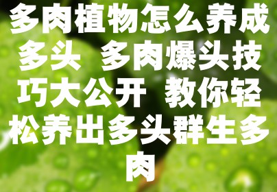 多肉植物怎么养成多头 多肉爆头技巧大公开 教你轻松养出多头群生多肉