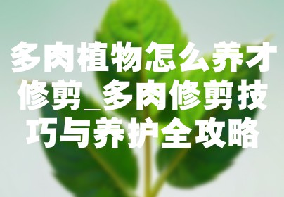 多肉植物怎么养才修剪_多肉修剪技巧与养护全攻略