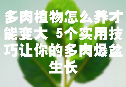 多肉植物怎么养才能变大 5个实用技巧让你的多肉爆盆生长