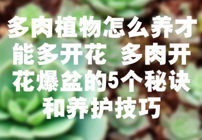 多肉植物怎么养才能多开花 多肉开花爆盆的5个秘诀和养护技巧
