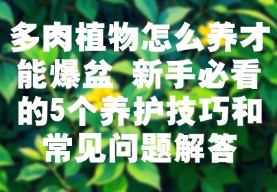 多肉植物怎么养才能爆盆 新手必看的5个养护技巧和常见问题解答