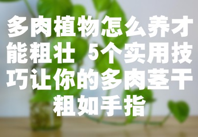 多肉植物怎么养才能粗壮 5个实用技巧让你的多肉茎干粗如手指